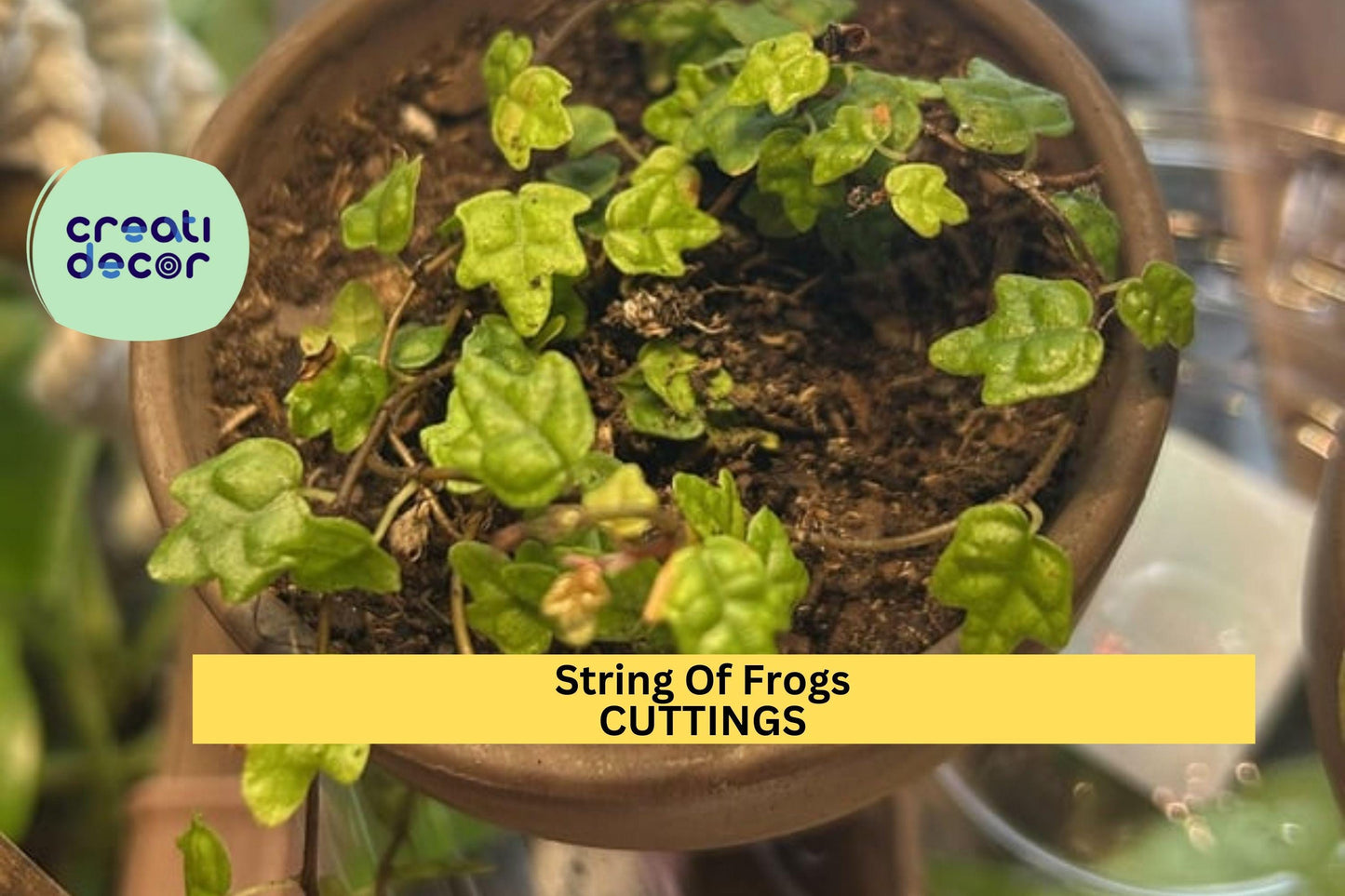 1 String of Frogs Cutting in Propagation Cup | Ficus Pumila Quercifolia | Oak Leaf Mini Creeper | Rooting in Moss