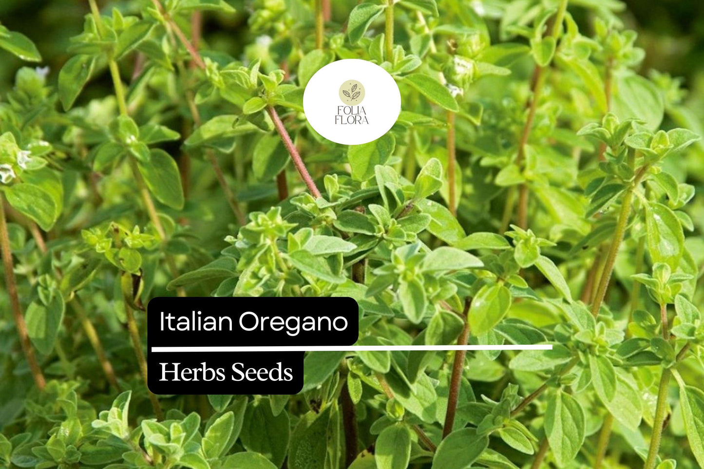 2000 Seeds Italian Oregano (Origanum vulgare) – Aromatic Culinary Herb for Gardens, Pots & Spice Racks