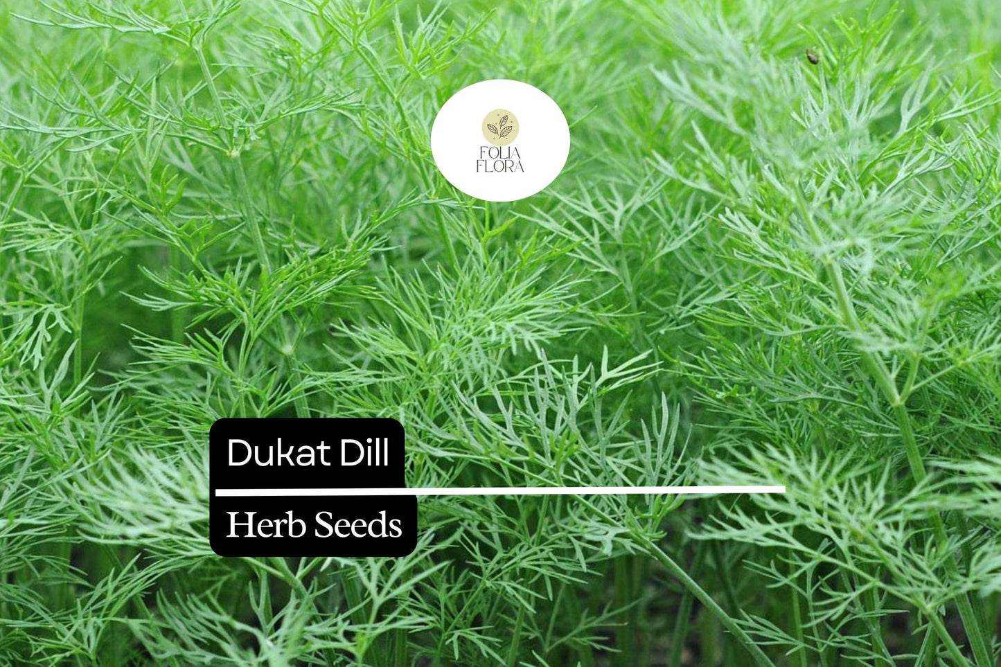 500 Seeds Dukat Dill (Anethum graveolens) – Aromatic Herb for Culinary and Garden Use