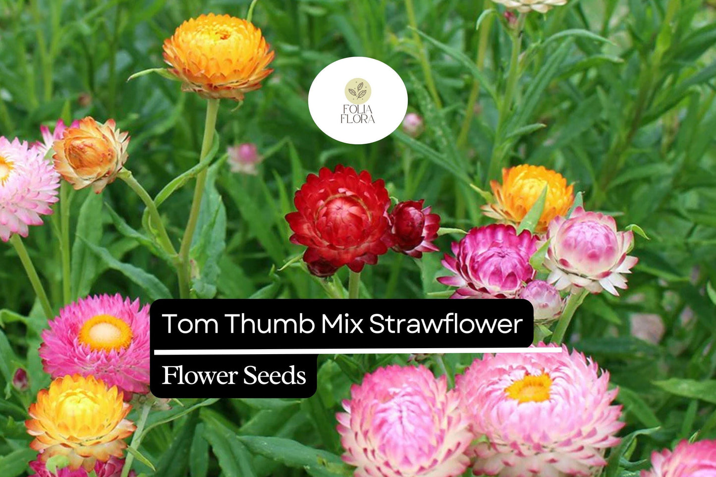 150 Seeds Tom Thumb Mix Strawflower (Helichrysum bracteatum) – Compact Dwarf Variety for Everlasting Blooms