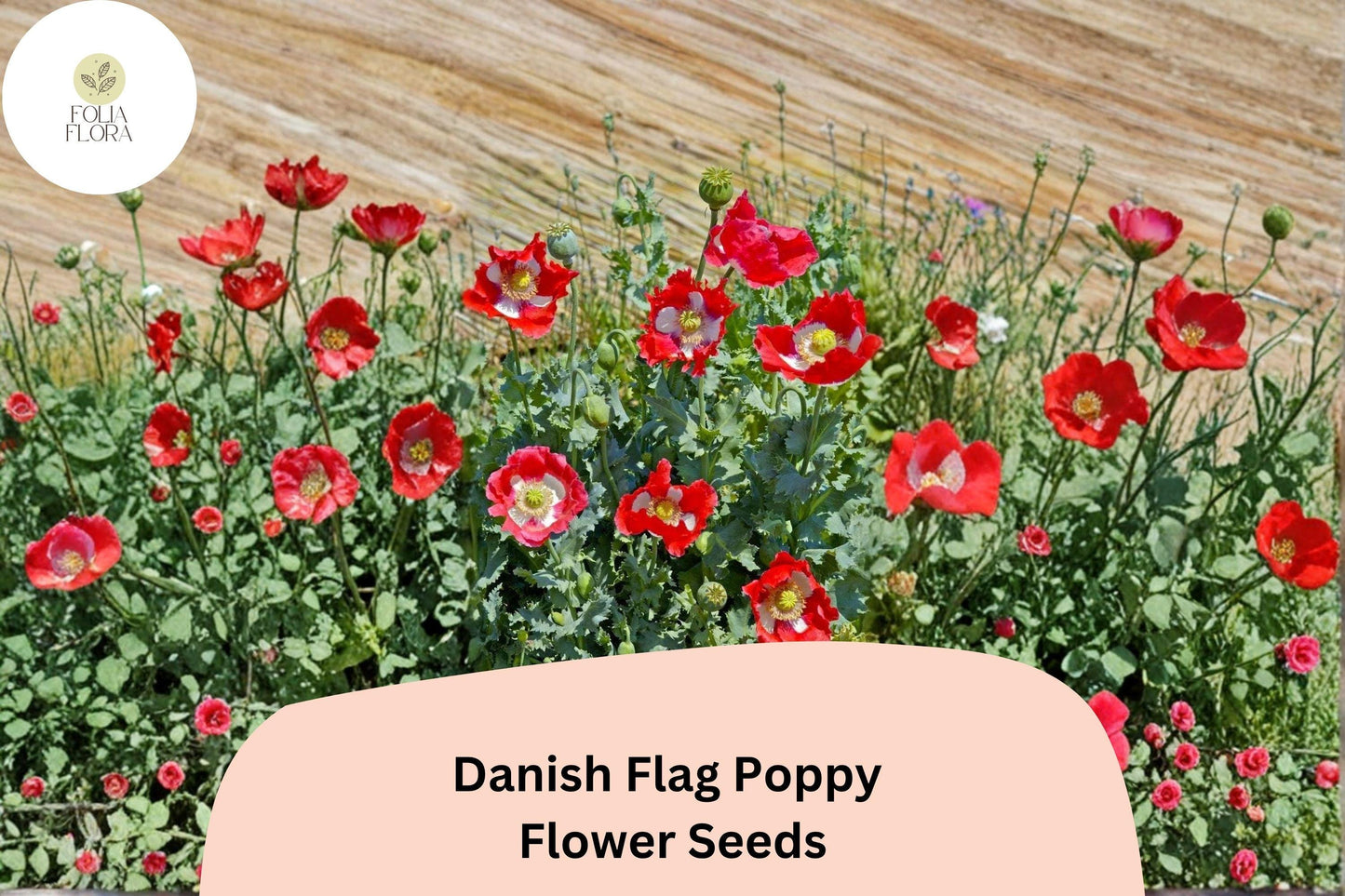 200+ Danish Flag Poppy Seeds for Garden Planting - Striking Red & White Blooms