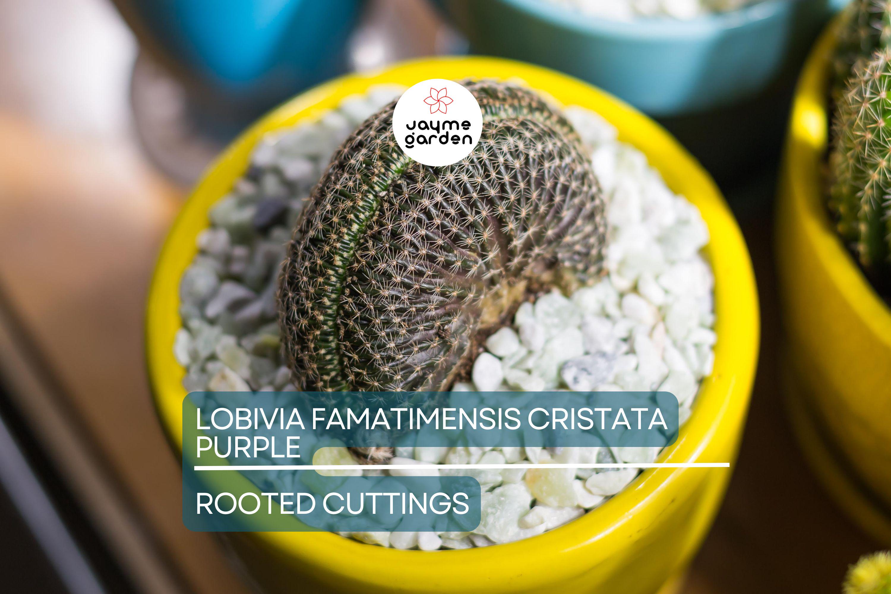 LOBIVIA FAMATIMENSIS CRISTATA purple - Rare Grafted Cactus, Brain Coral Shape, Orange Blooms