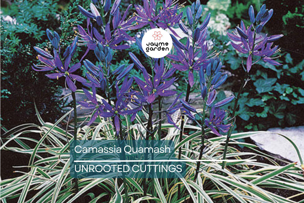 Camassia Quamash Bulbs - 5 Live Flower Bulbs, Deer-Resistant, Lavender-Blue Blooms, USDA Zones 4-8, Easy to Grow
