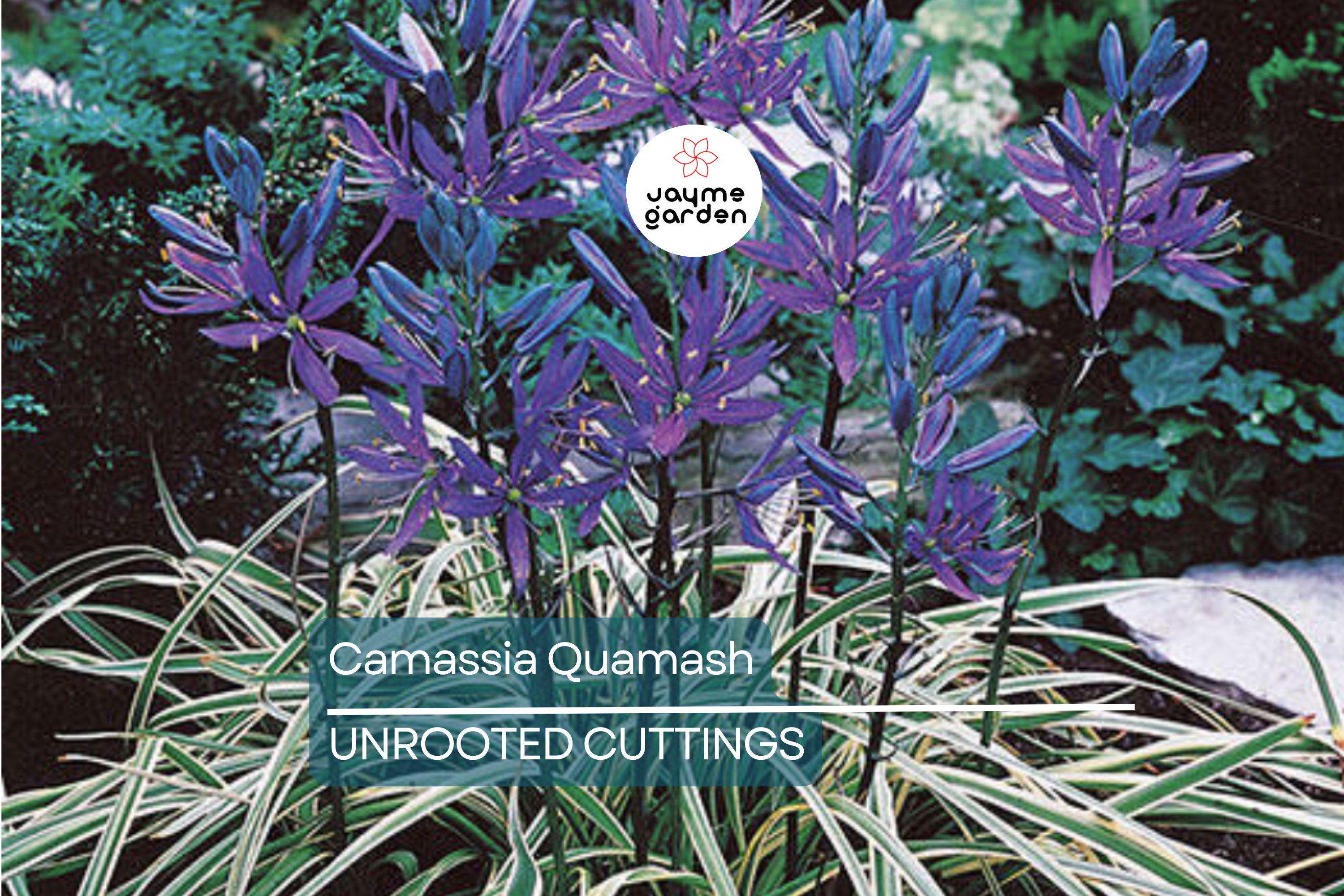 Camassia Quamash Bulbs - 5 Live Flower Bulbs, Deer-Resistant, Lavender-Blue Blooms, USDA Zones 4-8, Easy to Grow