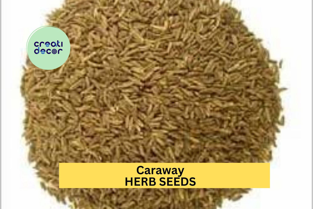 3pcs of 1g Caraway Seeds – Aromatic Herb for Cooking, Baking & Pollinator Gardens – Great for Garden Beds or Pots Seeds for Planting
