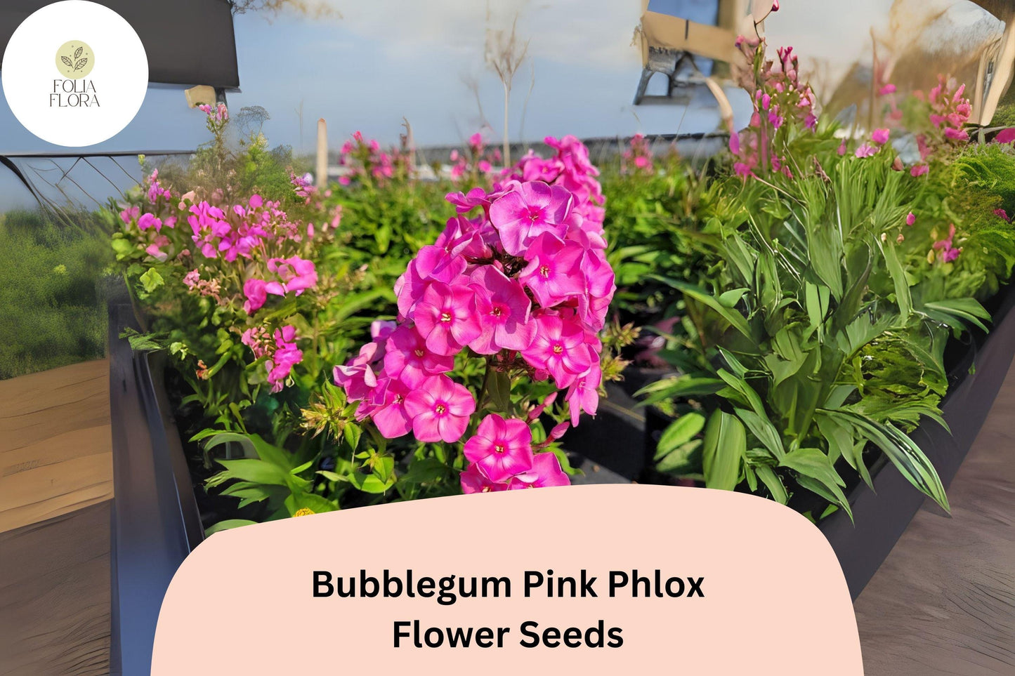100+ Bubblegum Pink Phlox Seeds – Bright Perennial Garden Flowers, Phlox paniculata