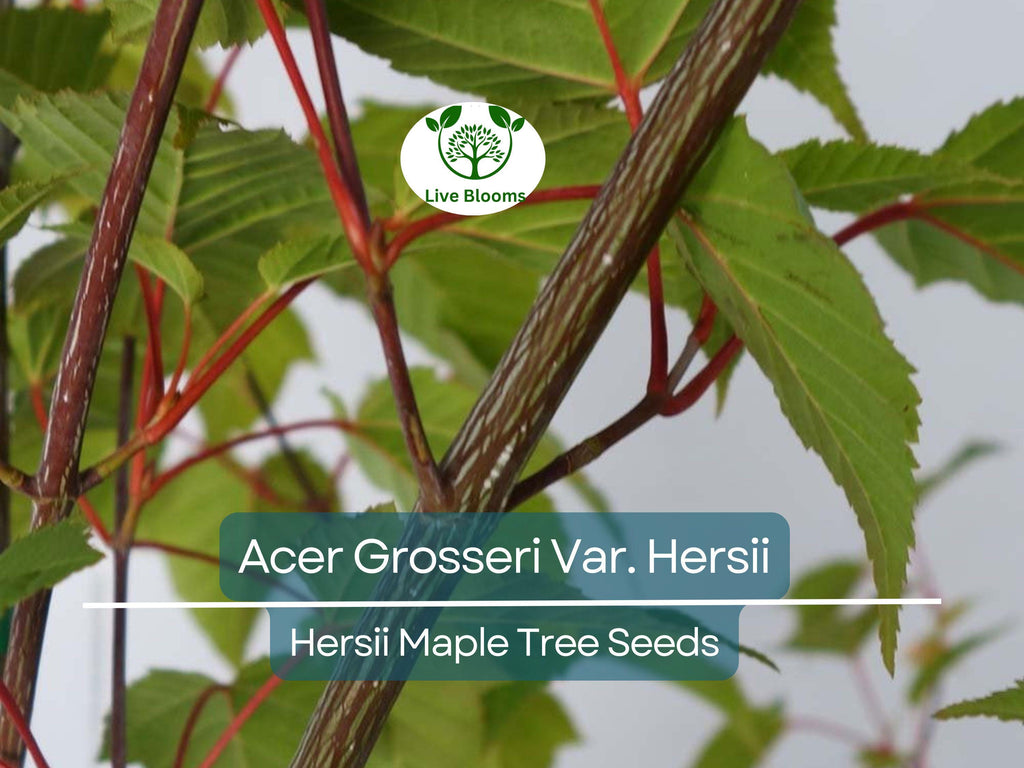 10 Seeds Acer Grosseri Var. Hersii (Hersii Maple) for Planting - Rare Hardy Tree, Ideal for Bonsai, Landscaping, & Gardens - Tree Seeds
