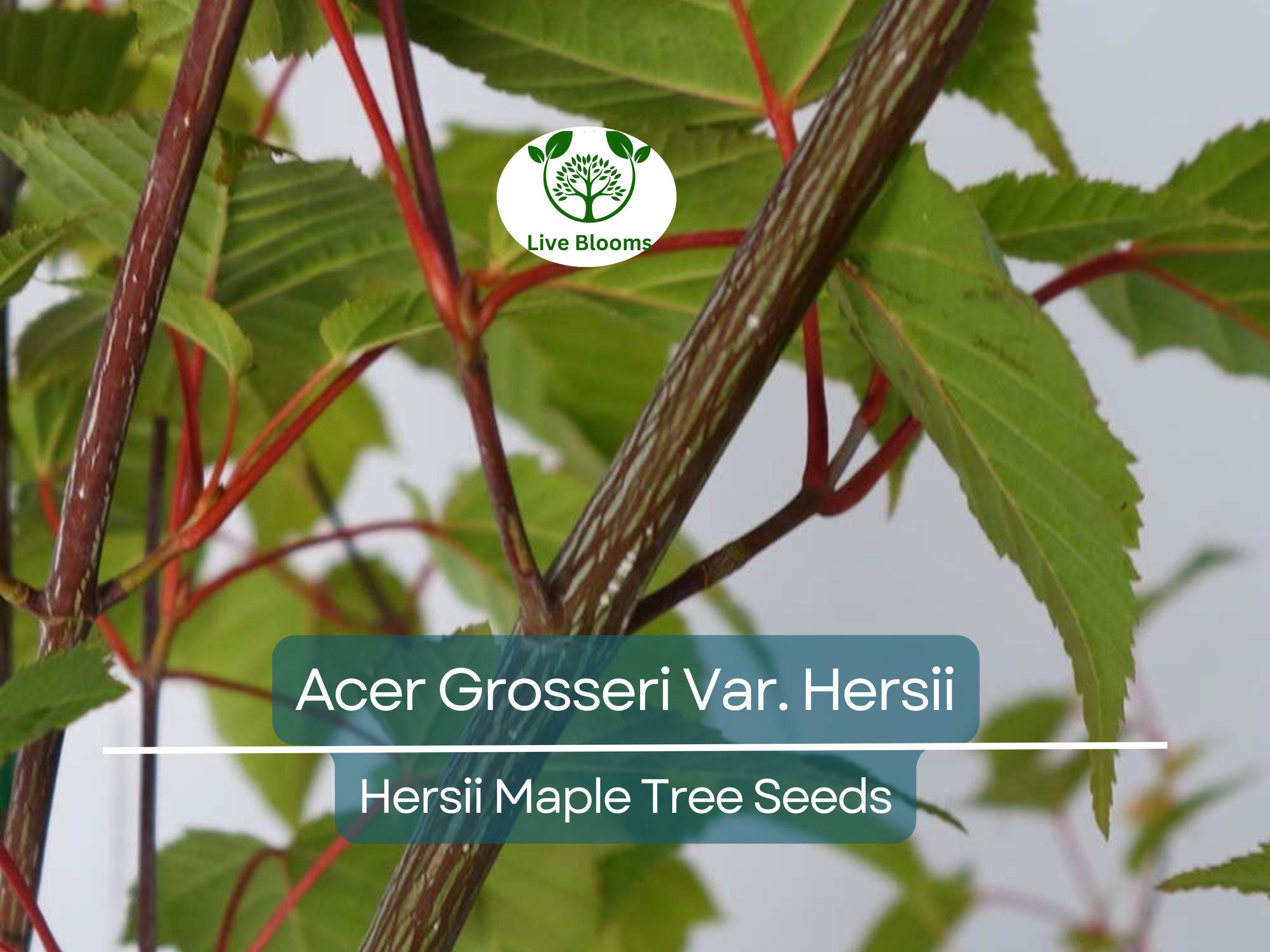 10 Seeds Acer Grosseri Var. Hersii (Hersii Maple) for Planting - Rare Hardy Tree, Ideal for Bonsai, Landscaping, & Gardens - Tree Seeds