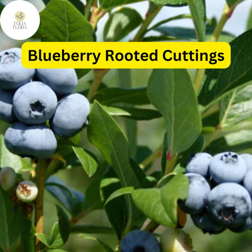 1 Blueberry Plant, Rooted Cutting, Live Bare Root Starter, Easy to Grow Fruit Bush