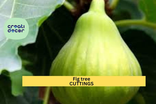 6 Battaglia White Fig Tree Cuttings – Italian Ficus carica Variety | Two Crops Per Season | Unrooted Stems for Garden or Orchard