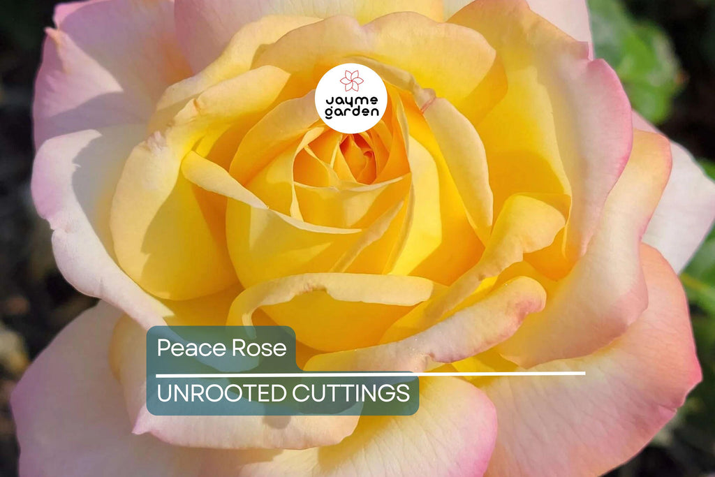Peace Rose Cuttings for Rooting - 3 Fresh 5-6 Inch Cuts with Rooting Powder