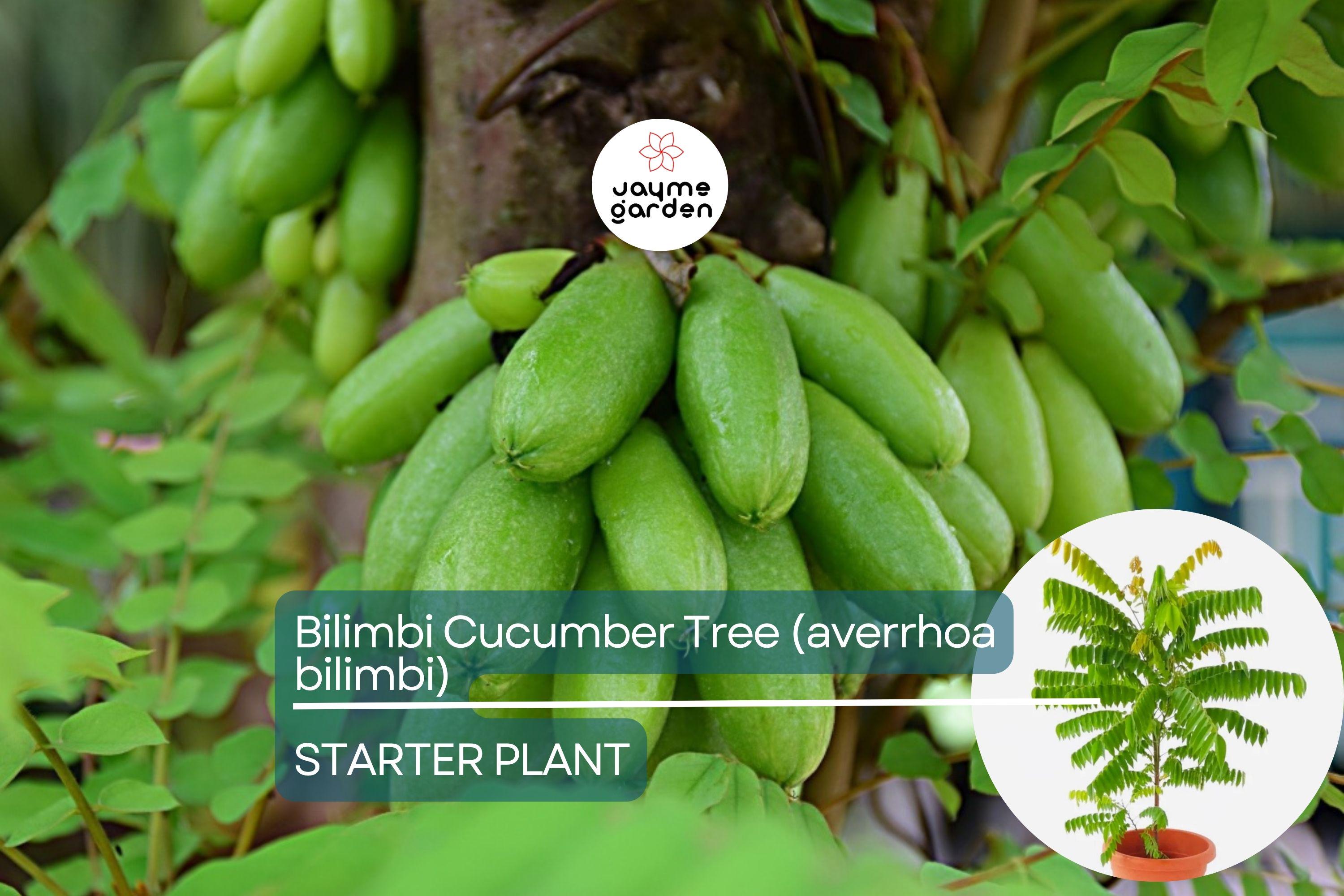 Bilimbi Cucumber Tree - Live Averrhoa bilimbi 1’-2’ Tall | Tropical Sour Fruit Tree for Culinary Use