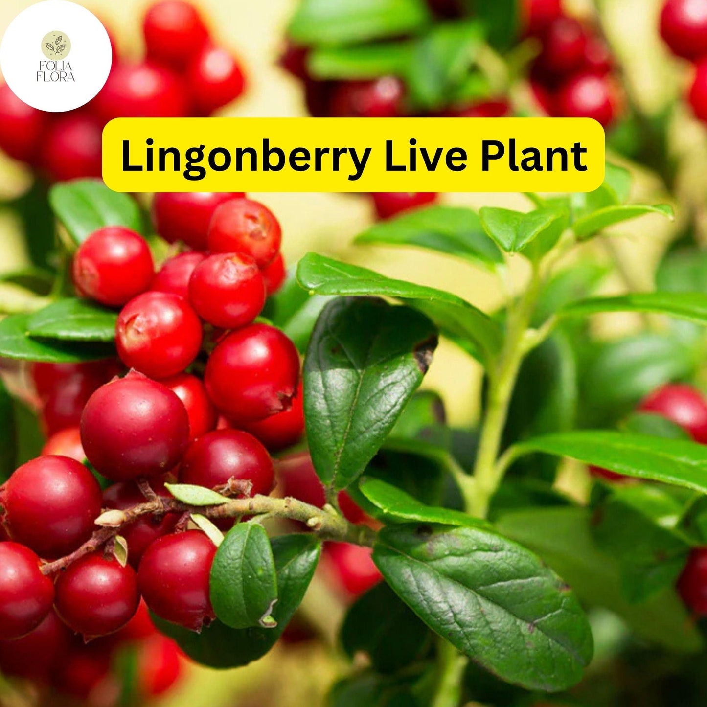 1 Live Lingonberry Plants, Vaccinium vitis-idaea, Hardy Edible Ground Cover