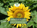 1 Gram Seeds Sunspot Sunflower for Planting | Dwarf Sunflower Variety with Bright Yellow Blooms for Gardens, Pots & Pollinator Habitats