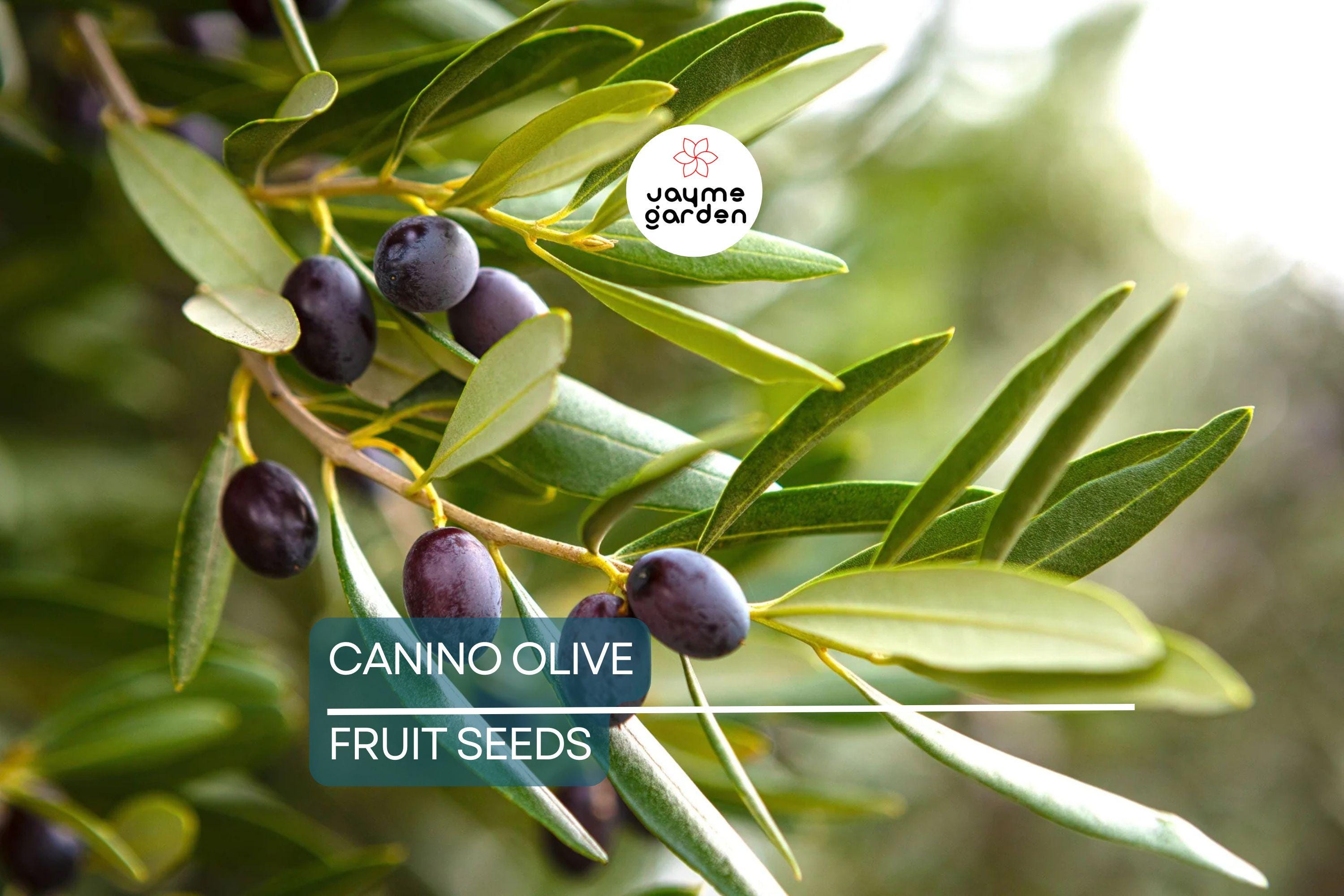 10 Canino Olive Tree Seeds (Olea europaea) – Mediterranean Edible Fruit, Heirloom Variety