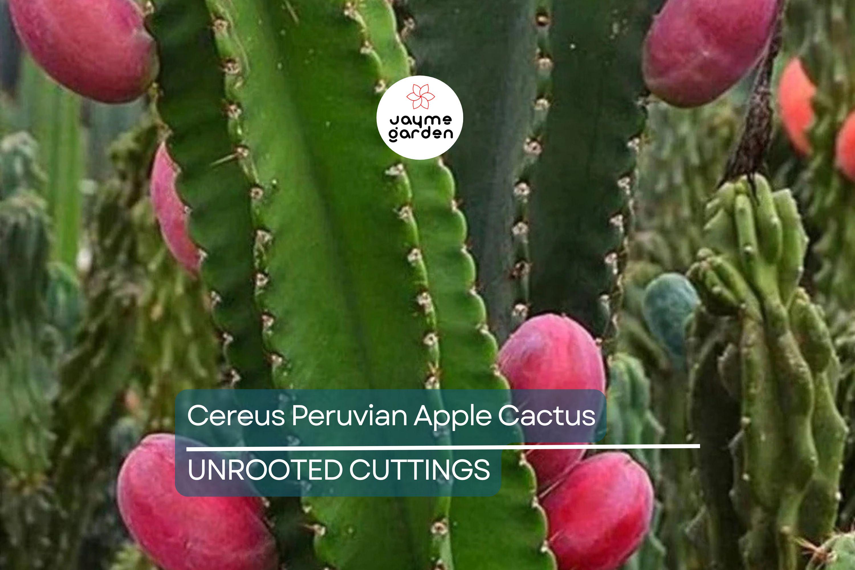 12" Cereus Peruvian Apple Cactus Cutting (Top Cut) - 1ft Segment - Hardy Indoor/Outdoor Plant