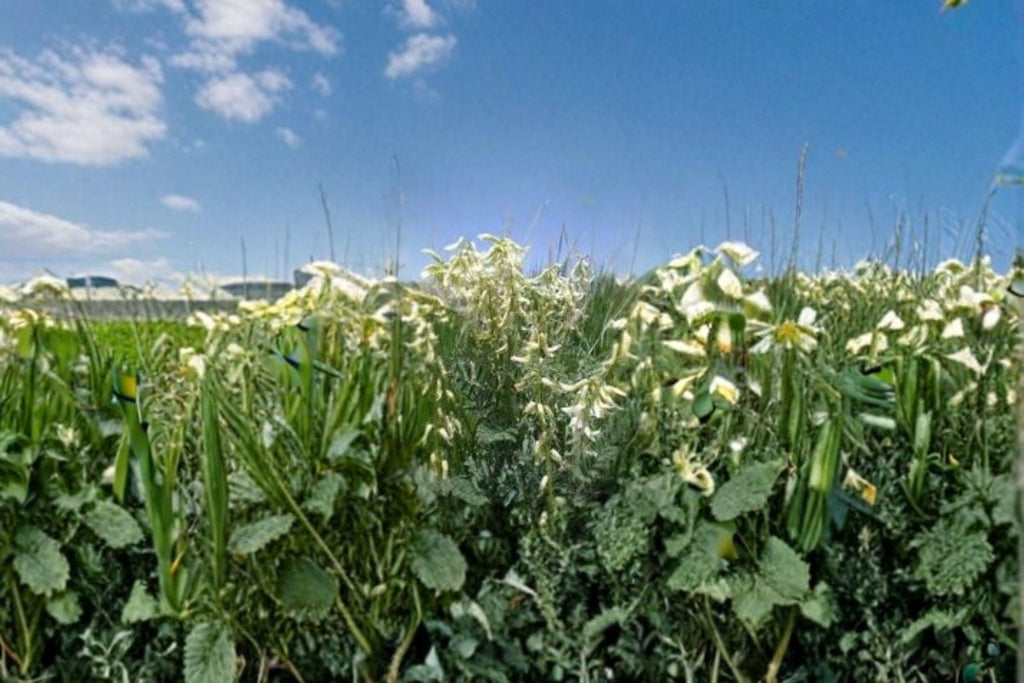 Astragalus drummondii/Woolly Milkvetch – 30 Seeds | Native Prairie Perennial | Nitrogen-Fixing Legume | Pollinator Plant