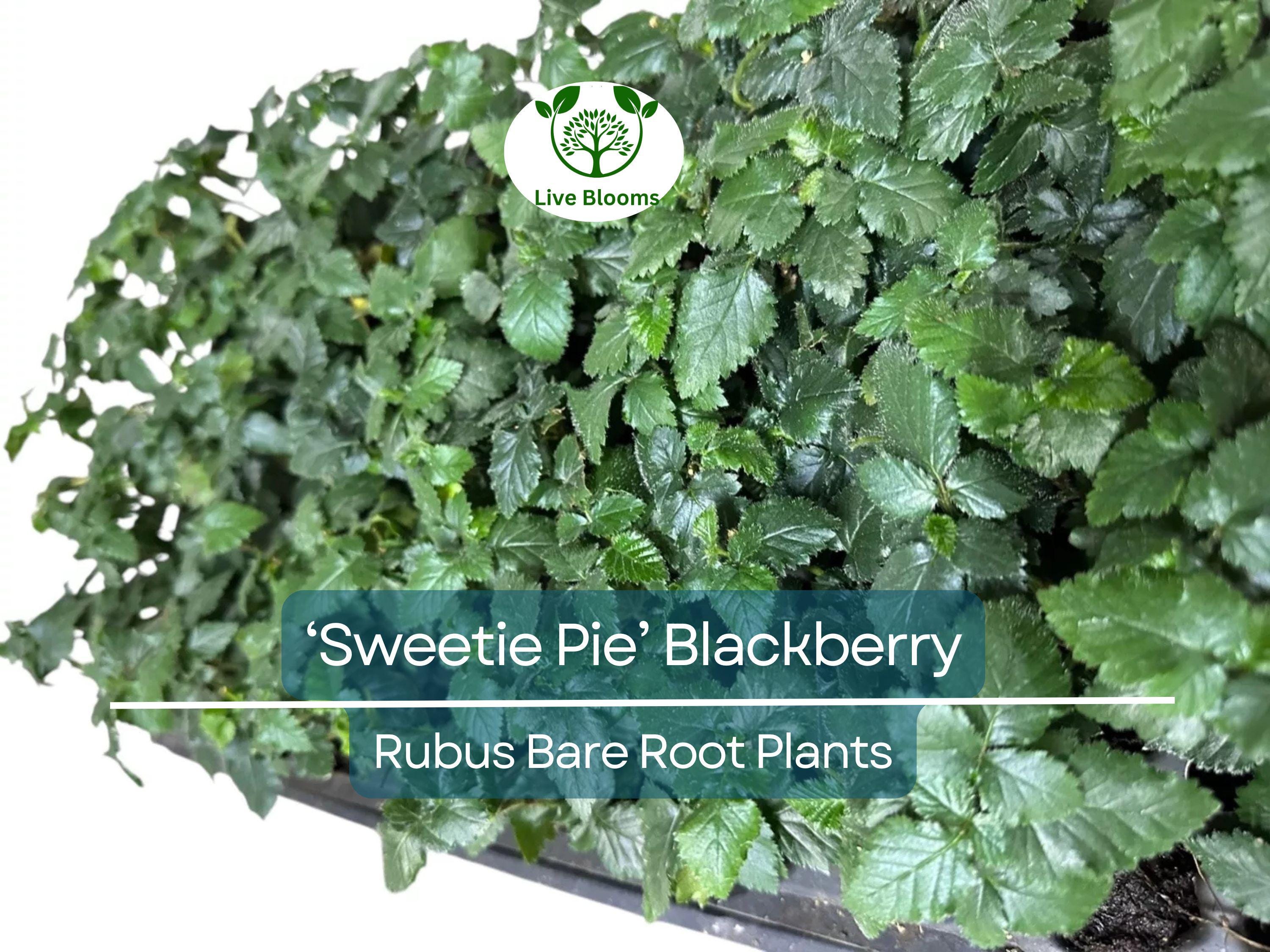 3 ‘Sweetie Pie’ Blackberry Plants – Live Bare Root Non-GMO Rubus Starters – Thornless, Heat-Tolerant, Sweet Fruit Bush