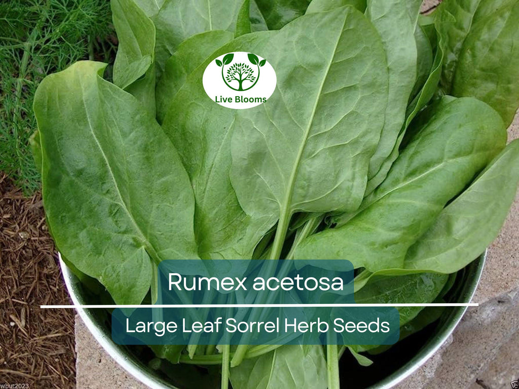 250 mg Seeds Large Leaf Sorrel – Rumex acetosa Herb for Planting | Perennial Garden Greens, Tart Flavor, Easy to Grow