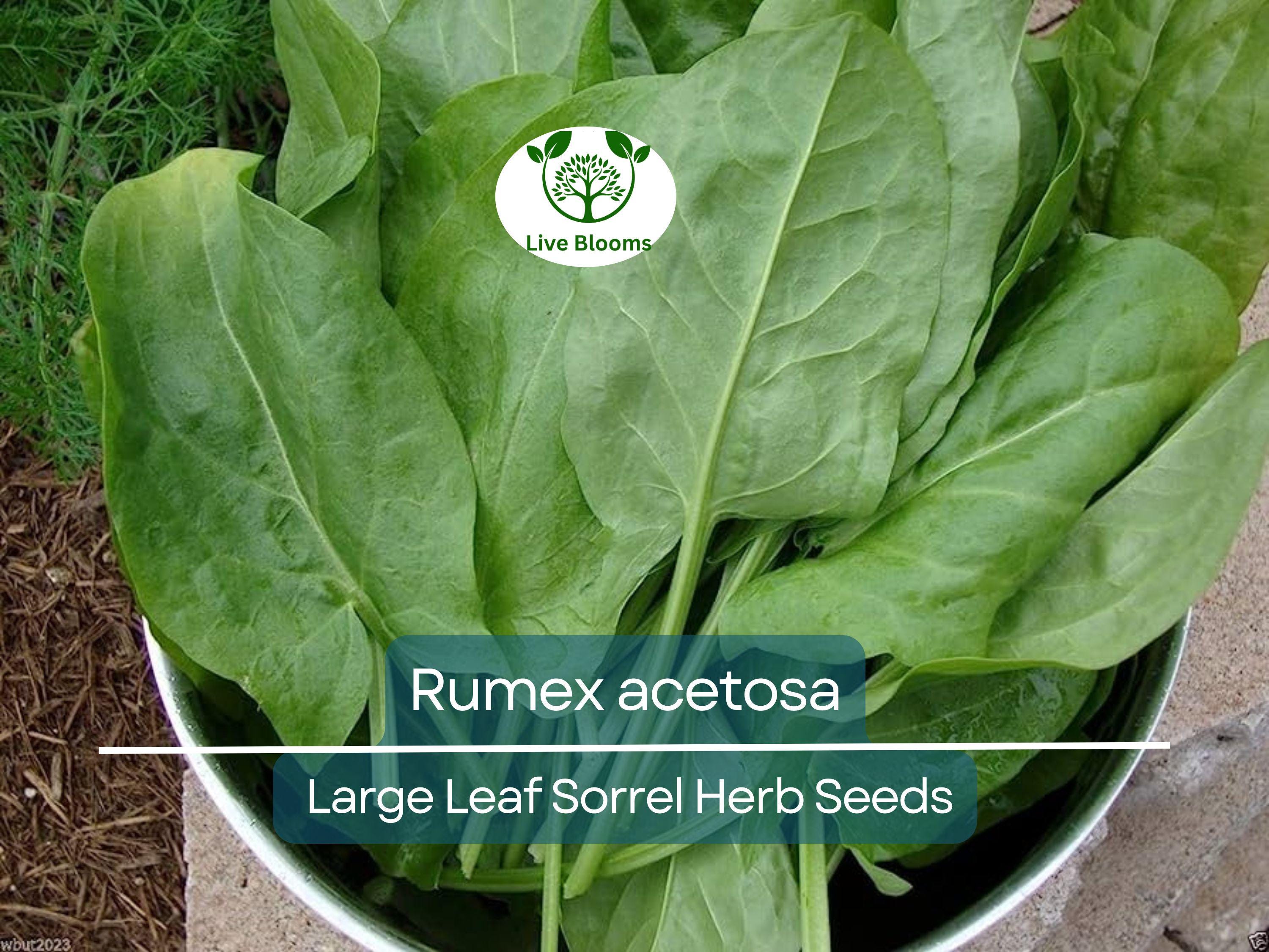 250 mg Seeds Large Leaf Sorrel – Rumex acetosa Herb for Planting | Perennial Garden Greens, Tart Flavor, Easy to Grow