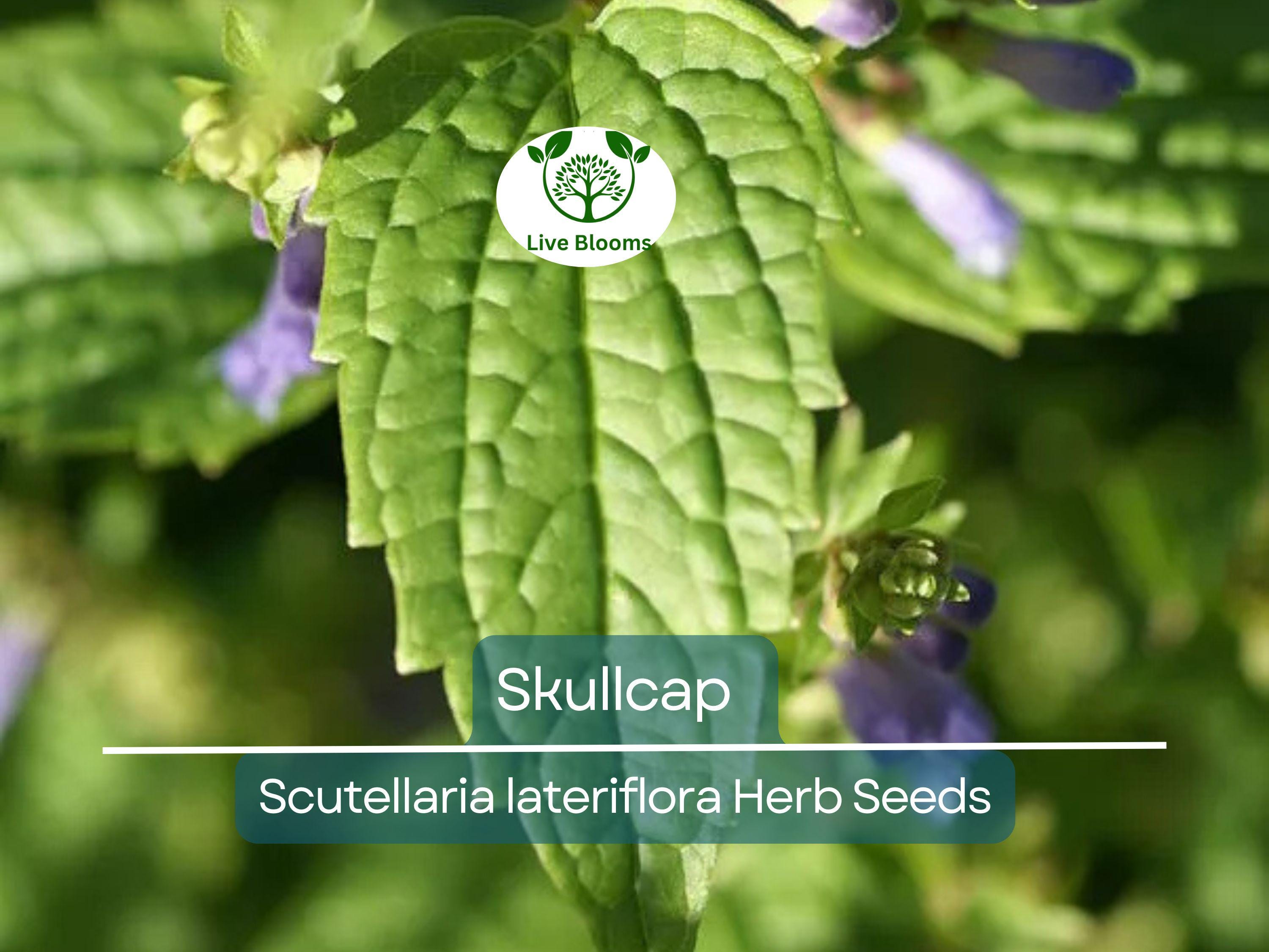 100 Skullcap Herb Seeds (Scutellaria lateriflora) for planting - Mad Dog, Grow Your Own Plant