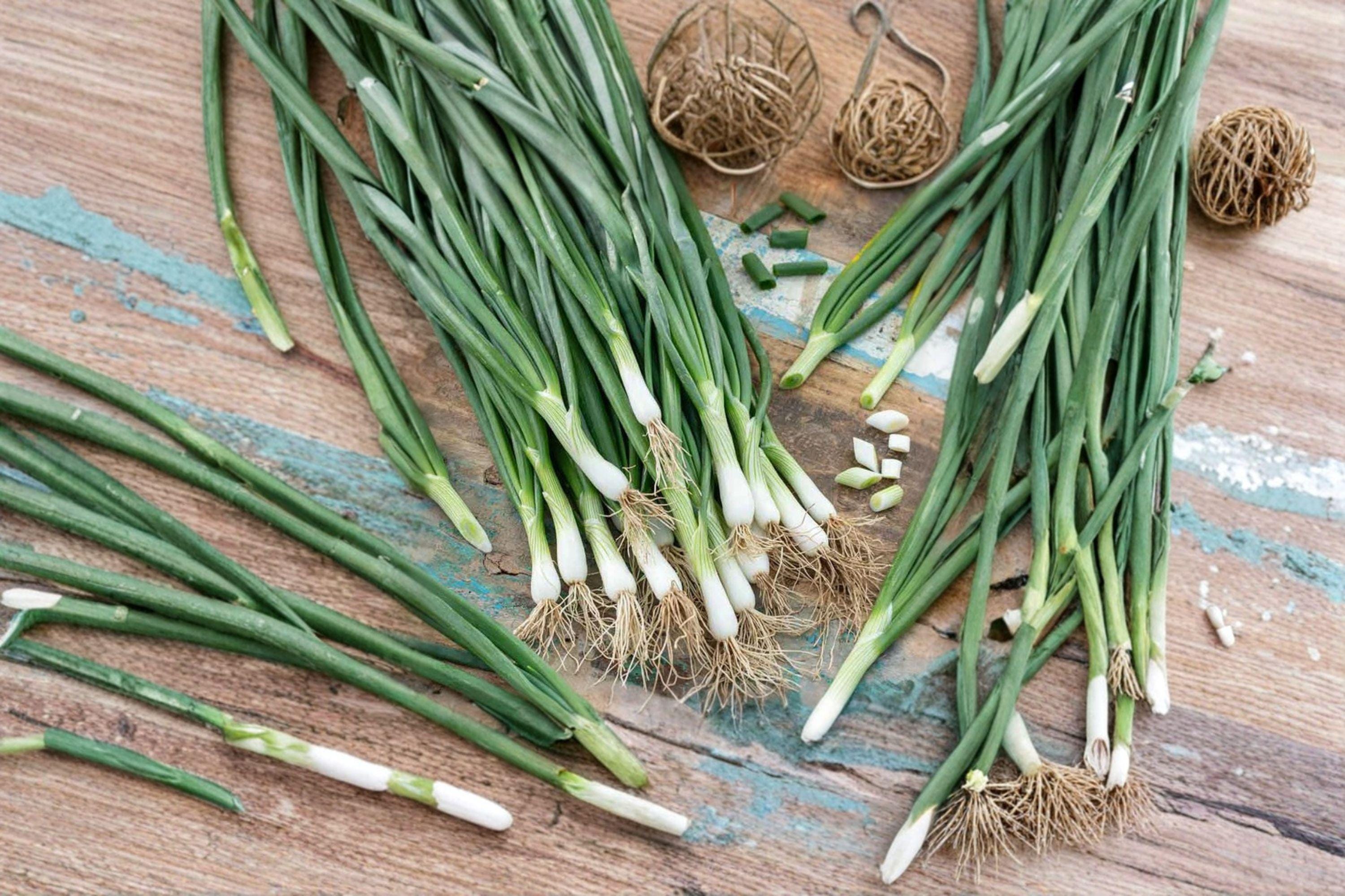 Onion – White Lisbon (Bunching) 50 Seeds | Classic Green Onion | Fast Growing | Mild & Crisp Flavor