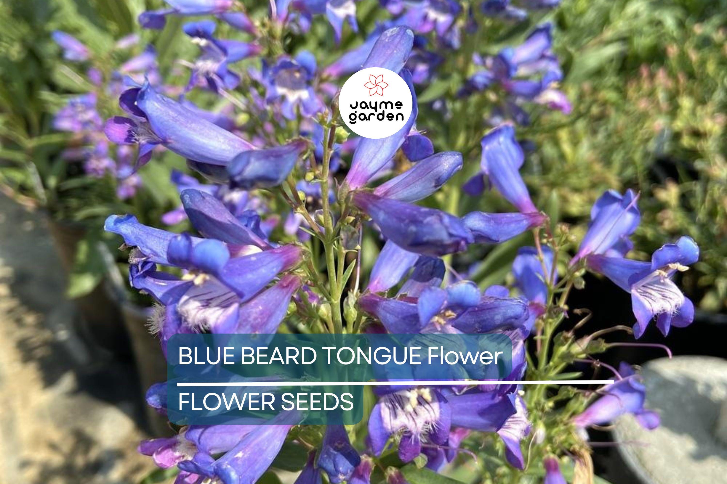 20 Blue Beard Tongue Seeds – Penstemon spectabilis, Hummingbird & Butterfly Magnet