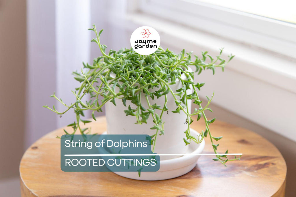 12 Cuttings String of Dolphins Senecio peregrinus Succulent Plant (4-8 Inches)
