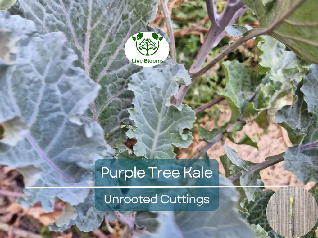 2 Unrooted Perennial Purple Tree Kale Cuttings (5-7") - Brassica oleracea, Purple Tree Collard, Edible Perennial, Rare Garden Cutting