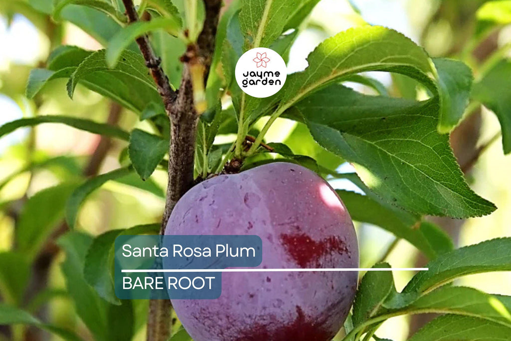 Santa Rosa Plum Tree Live Plant | 2ft Tall Bare Root | Sweet Juicy Fruit | Fast-Growing | Hardy Zones 5-9