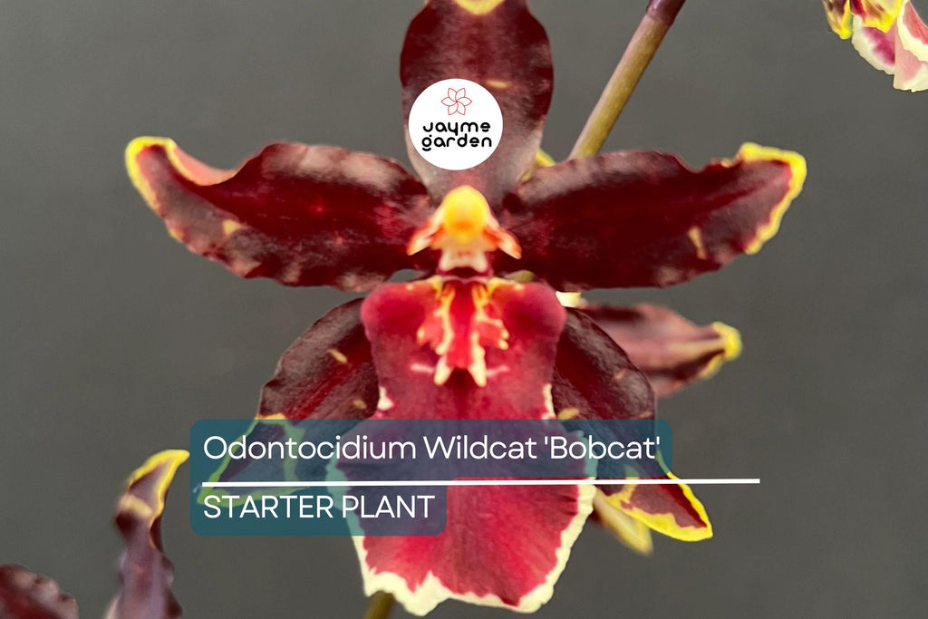 Odonticidium Wildcat 'Bobcat' Orchid Plant | Burgundy & Yellow Blooms | AM/AOS Award | Live Starter Plant in 3" Pot