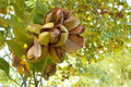Stewart Pecan 2 Live Plants 1-2 ft Tall (Carya illinoinensis) Bare Root Pecan Tree