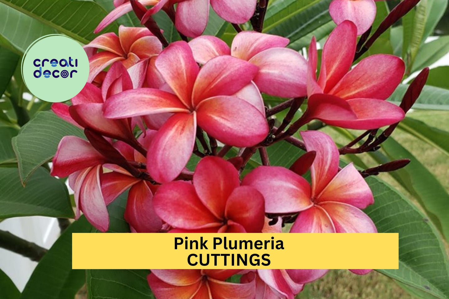 Pink Plumeria Cutting 10" – Fresh Single Head Unrooted Starter for Garden or Pot, Tropical Flower Tree with Fragrant Blooms – USA