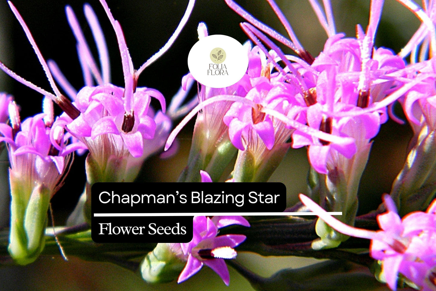 Chapman's Blazing Star | 25 Seeds | Liatris chapmanii | Native Wildflower for Pollinators & Drought-Tolerant Gardens