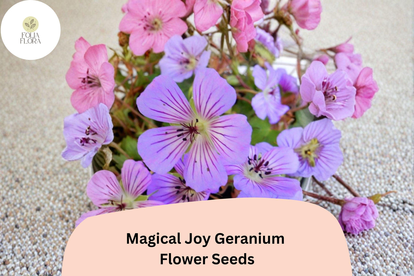 25+ Magical Joy Geranium Seeds for Garden Planting – Purple Flowers, Hardy Perennial