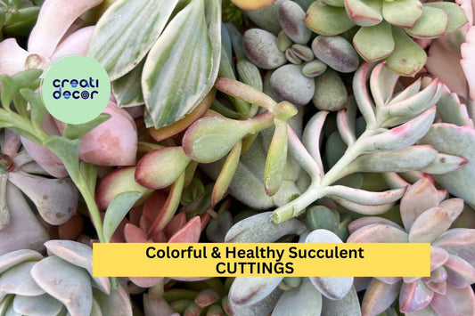 22 Colorful Succulent Cuttings | Mixed Variety Pack | Healthy Assorted Live Clippings | Great for DIY Projects, Gifts & Propagation