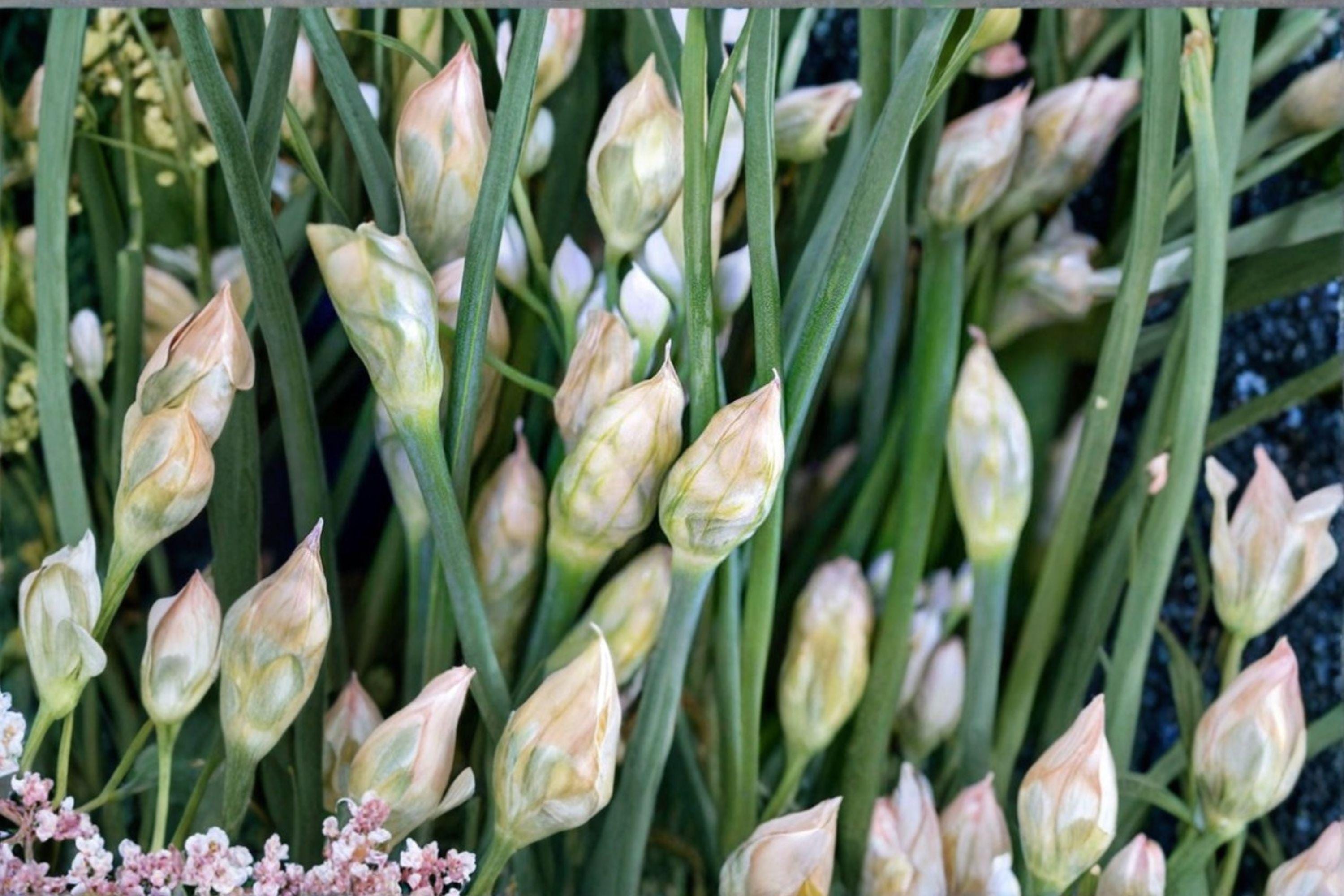 Flowering Chinese Leek 100 Seeds | Garlic Chive Type | Edible Flowers | Asian Culinary & Pollinator Plant