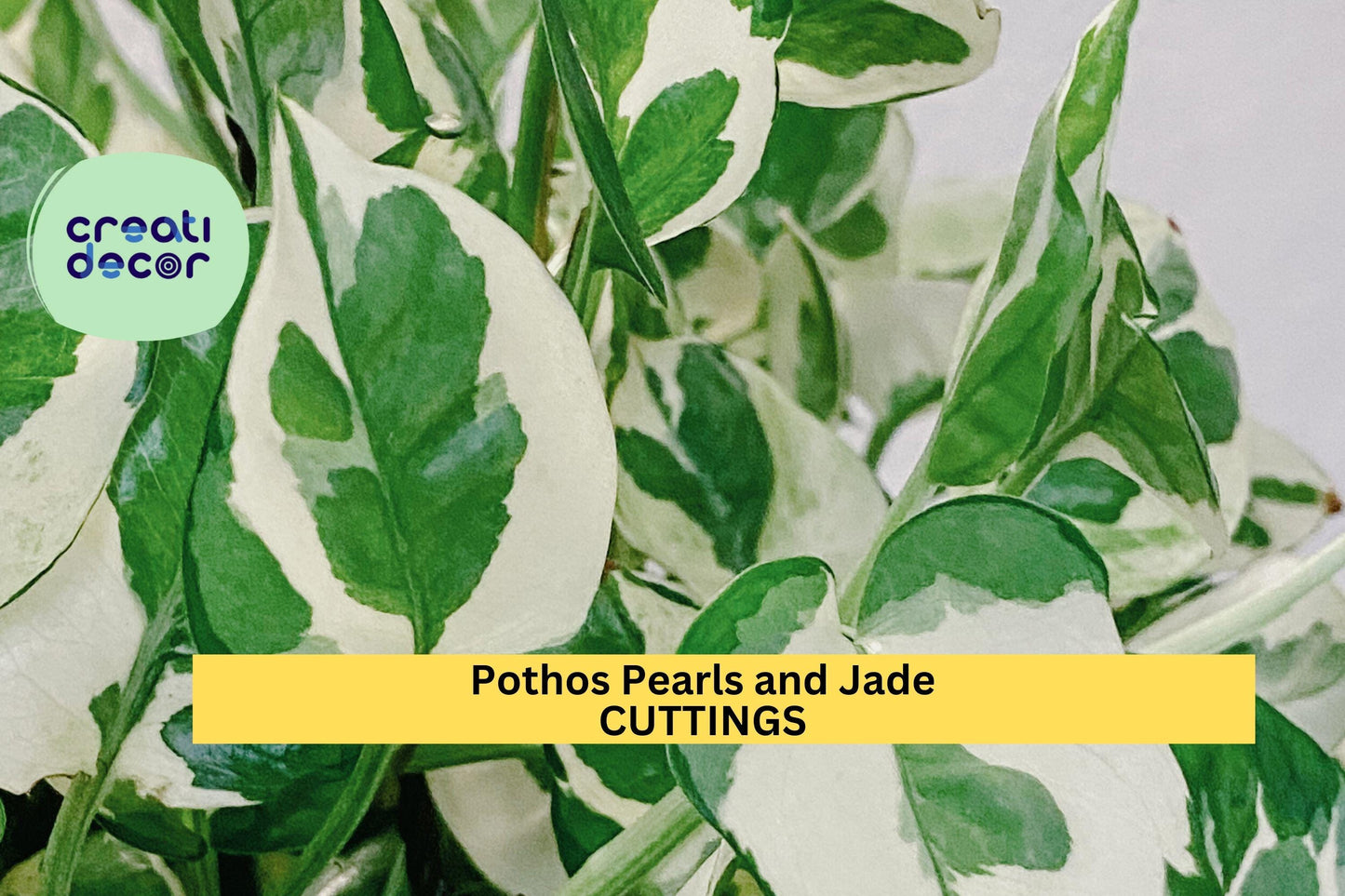 Pothos ‘Pearls and Jade’ Cuttings | 3 Unrooted Variegated Devil’s Ivy | Indoor Vining Houseplant | Easy Care Trailing Starter