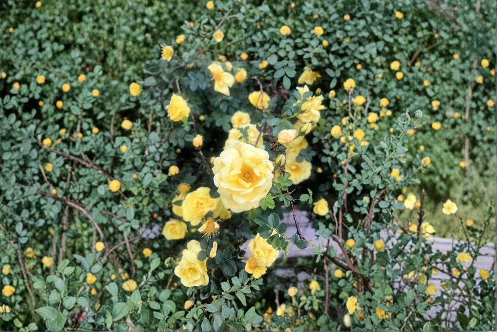 Manchu Yellow Rose – Rosa xanthina Seeds | 10 Seeds | Hardy Flowering Shrub | Ornamental Garden