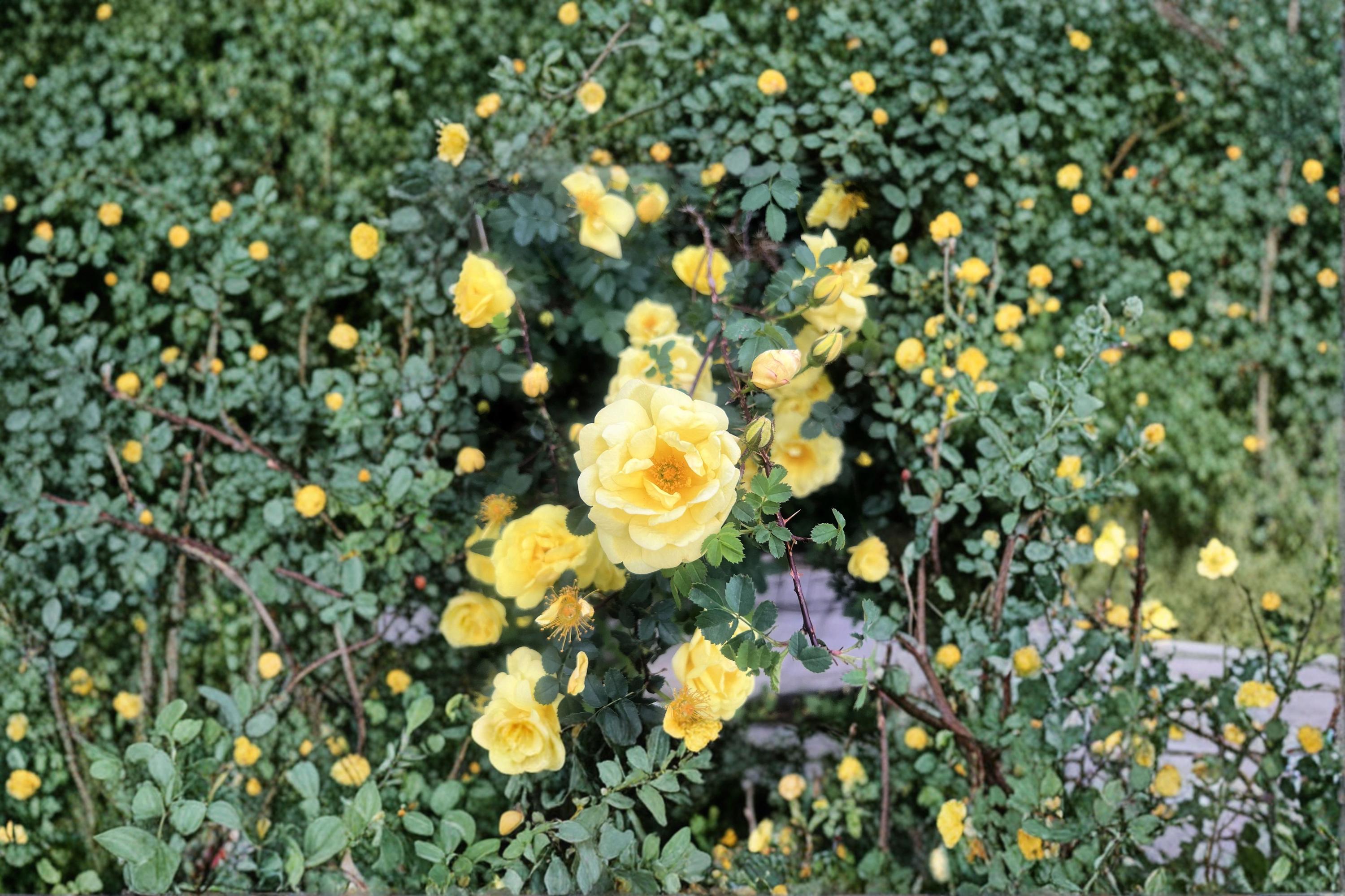 Manchu Yellow Rose – Rosa xanthina Seeds | 10 Seeds | Hardy Flowering Shrub | Ornamental Garden
