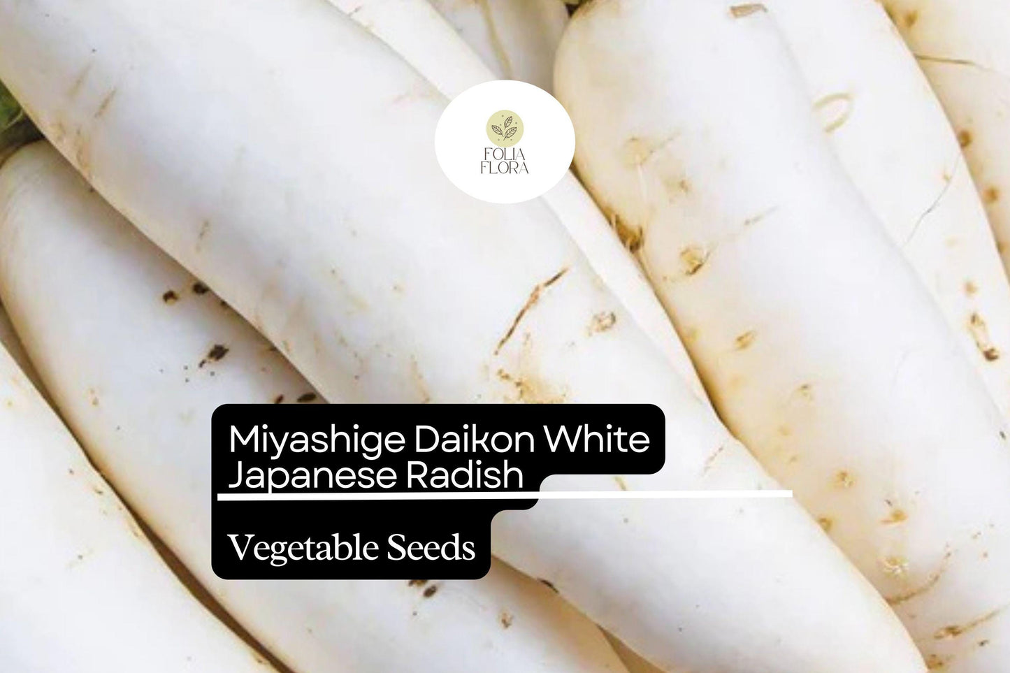 100 Seeds Miyashige Daikon White Japanese Radish, Crisp & Sweet, Easy to Grow