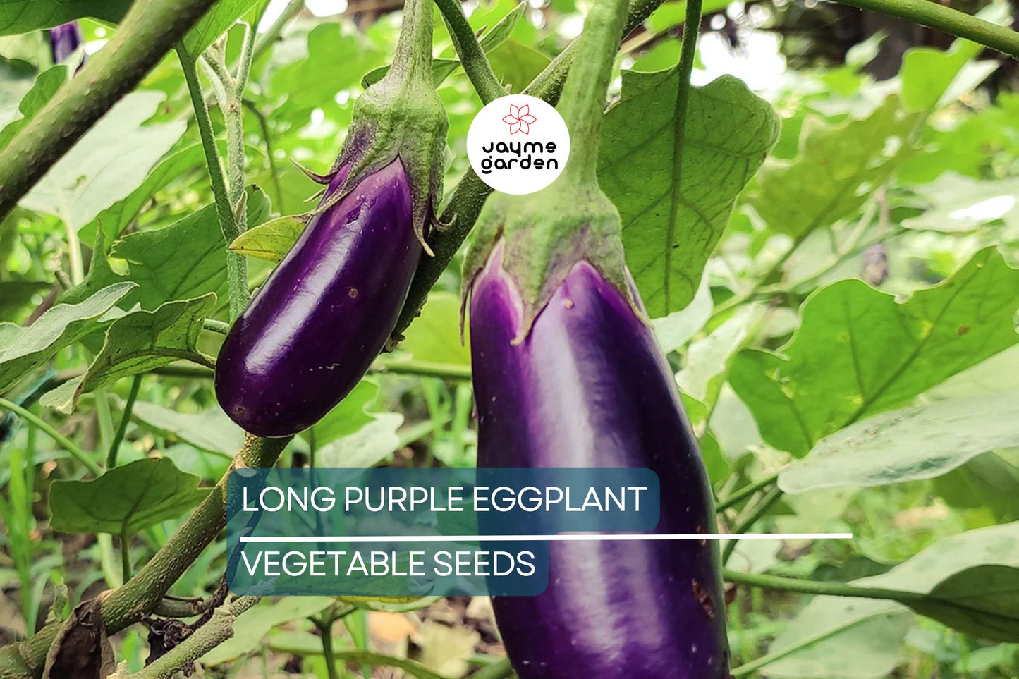 50 Long Purple Eggplant Seeds - Heirloom, NON-GMO, High Yield, USA Seller