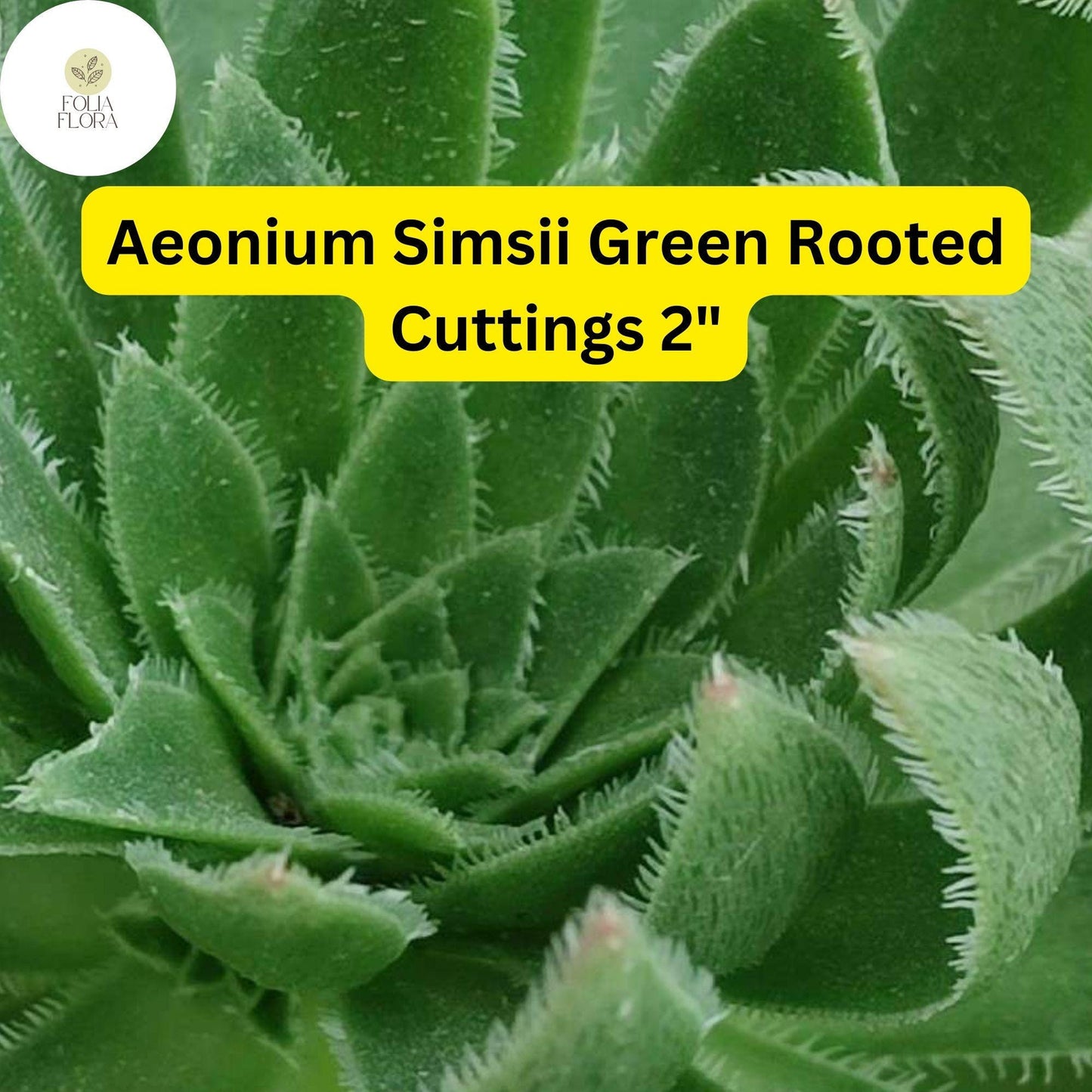 Aeonium simsii ‘Green’ | 3 Rooted Cuttings Live 2" Succulent Plants | Rosette-Forming, Drought-Tolerant, Easy-Care Houseplant