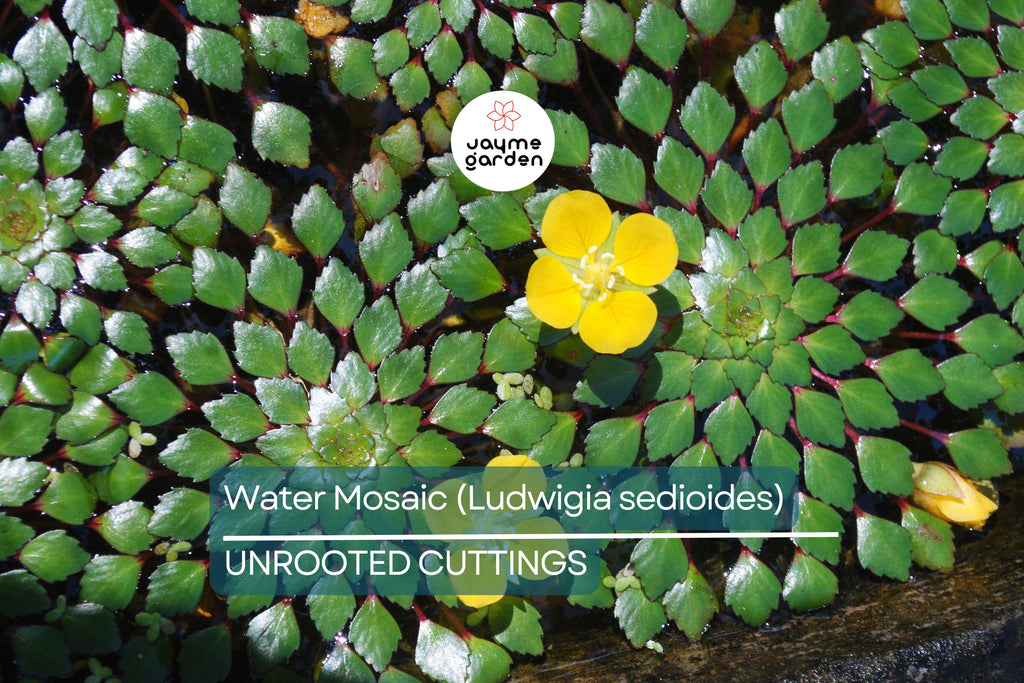Water Mosaic Plant Cuttings | 3 Ludwigia sedioides for Ponds | Tropical Floating Plant | Red & Green Rosettes | Pond Decor