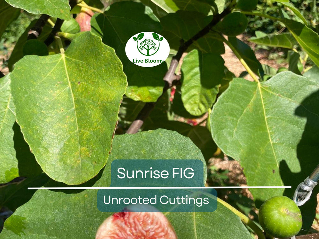 1 Sunrise Fig Unrooted Cutting 6-8" – Ficus carica, Sweet Fig Tree Cutting for Propagation, Home Garden