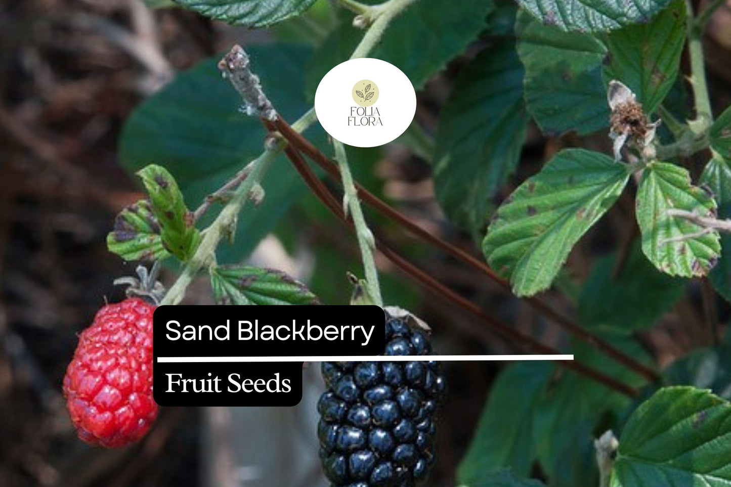 25 Sand Blackberry Seeds (Rubus cuneifolius) | Wild Native Bramble Bush for Edible Fruits | Rare Southeastern USA Blackberry