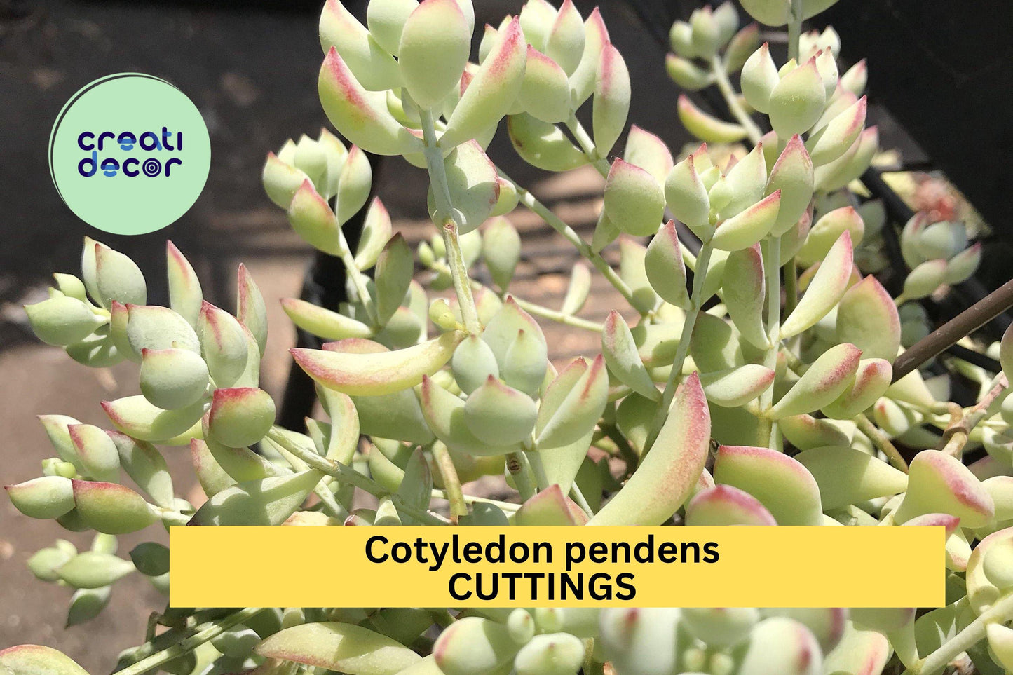 4 Cotyledon Pendens Cuttings | Trailing Succulent Starter Plants | Cliff Cotyledon | Rare Hanging Basket Succulent