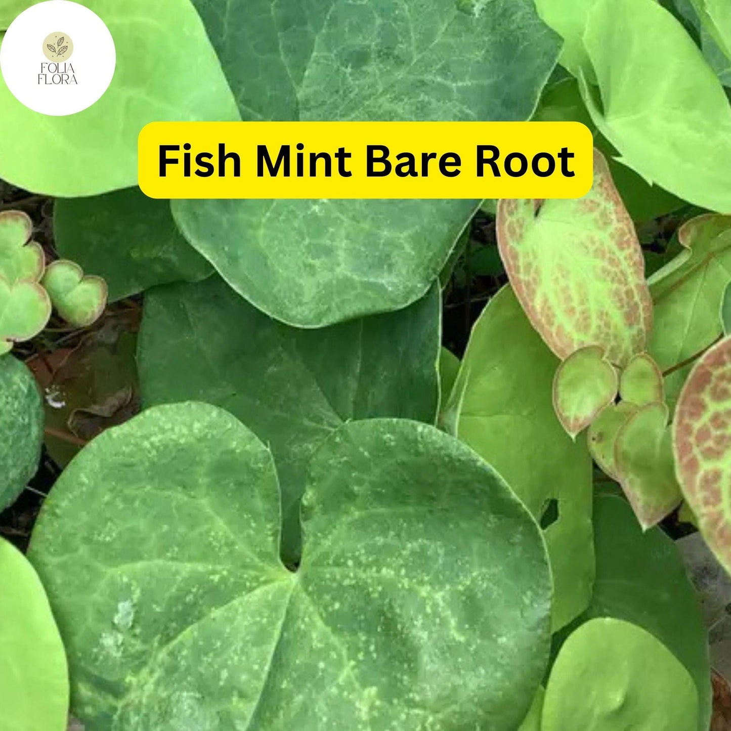 10 Live Fish Mint Plants, Houttuynia cordata, Bare Root Asian Herb, Perennial Ground Cover