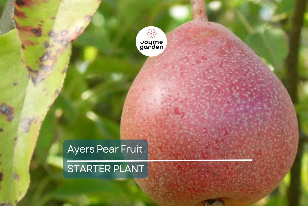 Ayers Pear Tree 12-18” Bare-Root | Heirloom Fruit Tree | Sweet Dessert Pears | Hardy & Disease-Resistant