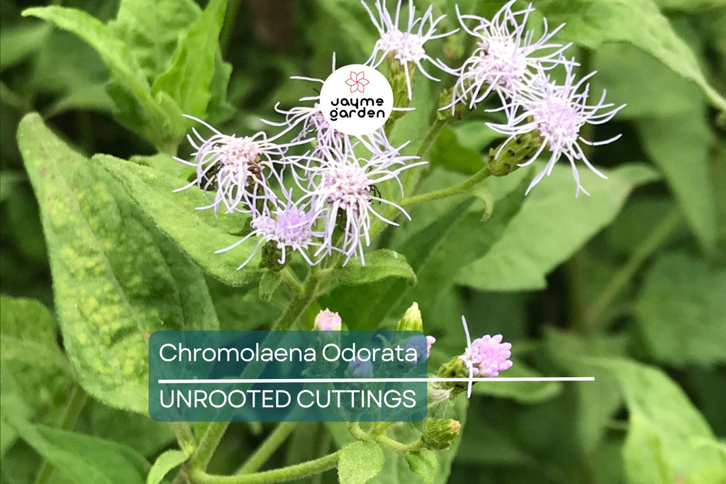 25 Jack The Bush Cuttings - Chromolaena Odorato, No Soil, No Roots, Fast-Growing Shrub